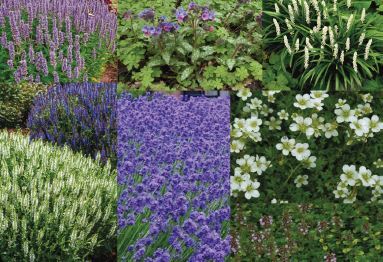Geurend plantenpakket