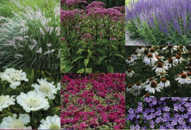 Bij-vriendelijk plantenpakket