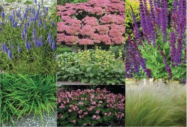 Onderhoudsvriendelijk plantenpakket