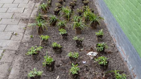 Operatie Steenbreek Plantjes